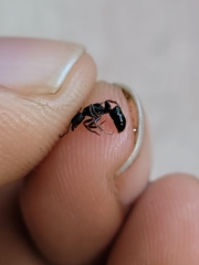 Ectomomyrmex annamitus