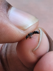 Ectomomyrmex annamitus