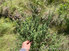 Syncolostemon