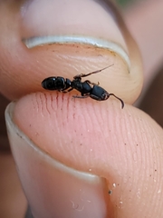 Ectomomyrmex annamitus