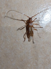 Eburodacrys tuberosa