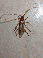 Eburodacrys tuberosa