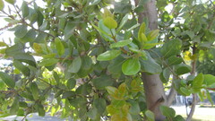 Cryptocarya alba
