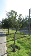 Cryptocarya alba