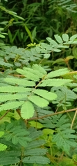 Mimosa diplotricha