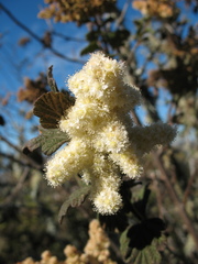 Holodiscus discolor discolor