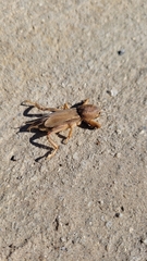 Neoscapteriscus vicinus