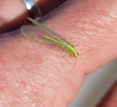 Chrysoperla comanche