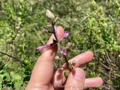 Syncolostemon macranthus