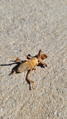 Neoscapteriscus vicinus