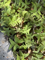 Oxalis intermedia