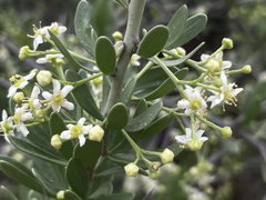 Gymnosporia buxifolia