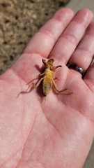 Neoscapteriscus vicinus