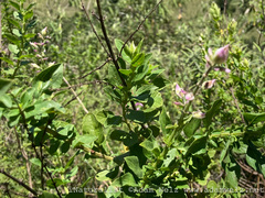 Syncolostemon macranthus