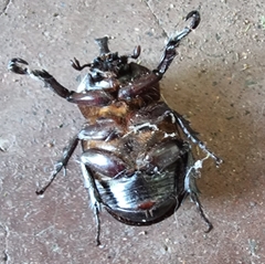Cyphonistes vallatus