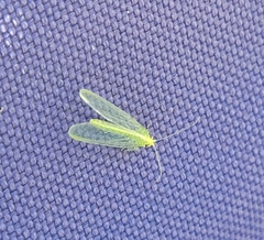 Chrysoperla comanche