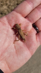 Neoscapteriscus vicinus