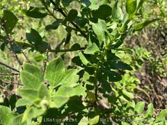 Syncolostemon macranthus