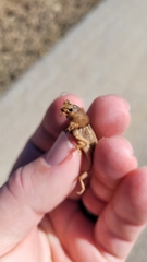 Neoscapteriscus vicinus