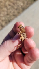 Neoscapteriscus vicinus