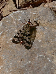 Panorpa meridionalis