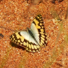 Colotis vesta