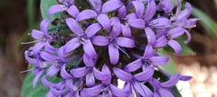 Crusea hispida