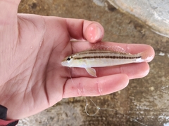 Diplectrum bivittatum