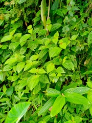 Miconia crenata