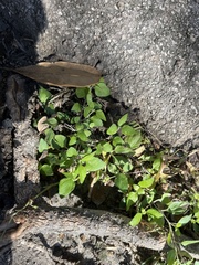 Calyptocarpus vialis