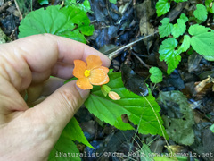 Begonia sutherlandii