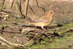 Passerina versicolor