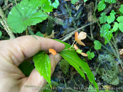 Begonia sutherlandii