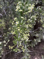 Gymnosporia buxifolia