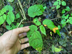 Begonia sutherlandii