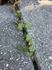 Geranium carolinianum