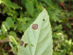 Puccinia menthae