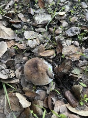 Suillellus amygdalinus