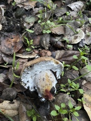 Suillellus amygdalinus