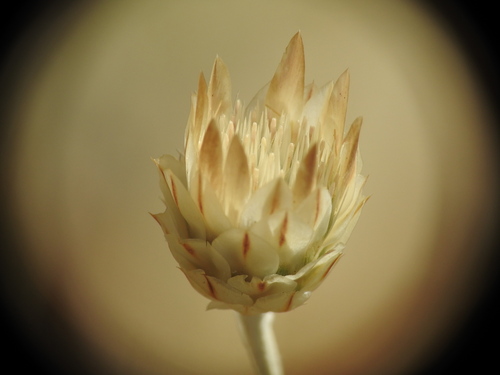 Image of Xeranthemum inapertum by (c) Yves Bas, some rights reserved (CC BY)