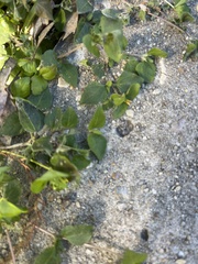 Calyptocarpus vialis