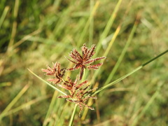 Cyperus longus