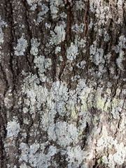 Physcia americana