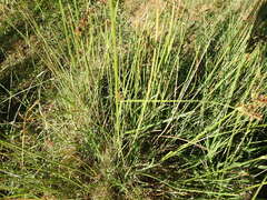 Cyperus longus