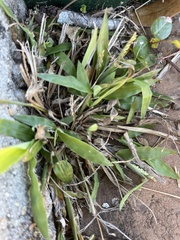 Paspalum langei