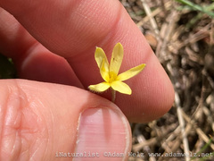 Hypoxis parvula parvula