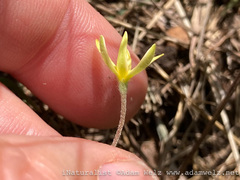 Hypoxis parvula parvula