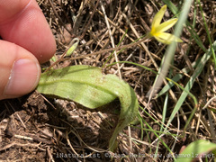 Hypoxis parvula parvula