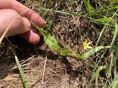 Hypoxis parvula parvula