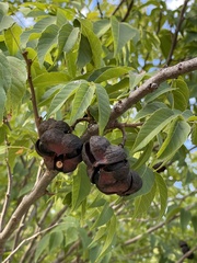 Ungnadia speciosa